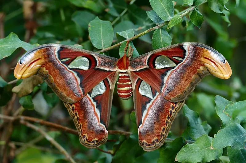 A huge reddish-brown atlas moth with pale triangles on its wings, resting among leaves