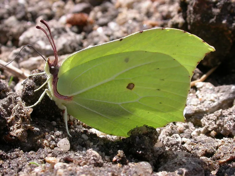 A pale green-yellow Brimstone with wings closed, showing their leaf-like shape