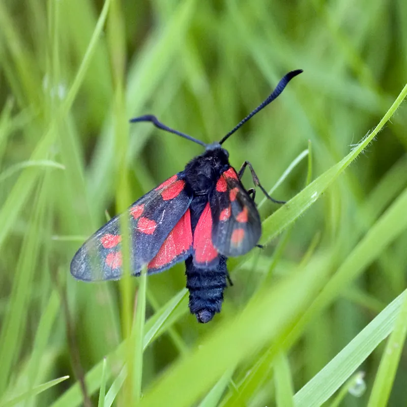 A glossy dark Six-spot Burnet moth with red spots on its wings, on a grass stem