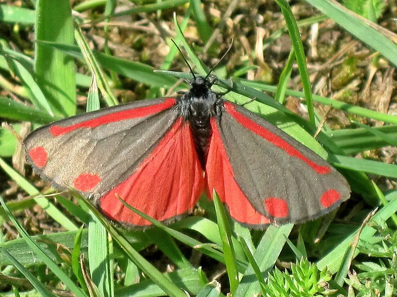 A black and red Cinnabar moth with wings open on a leaf