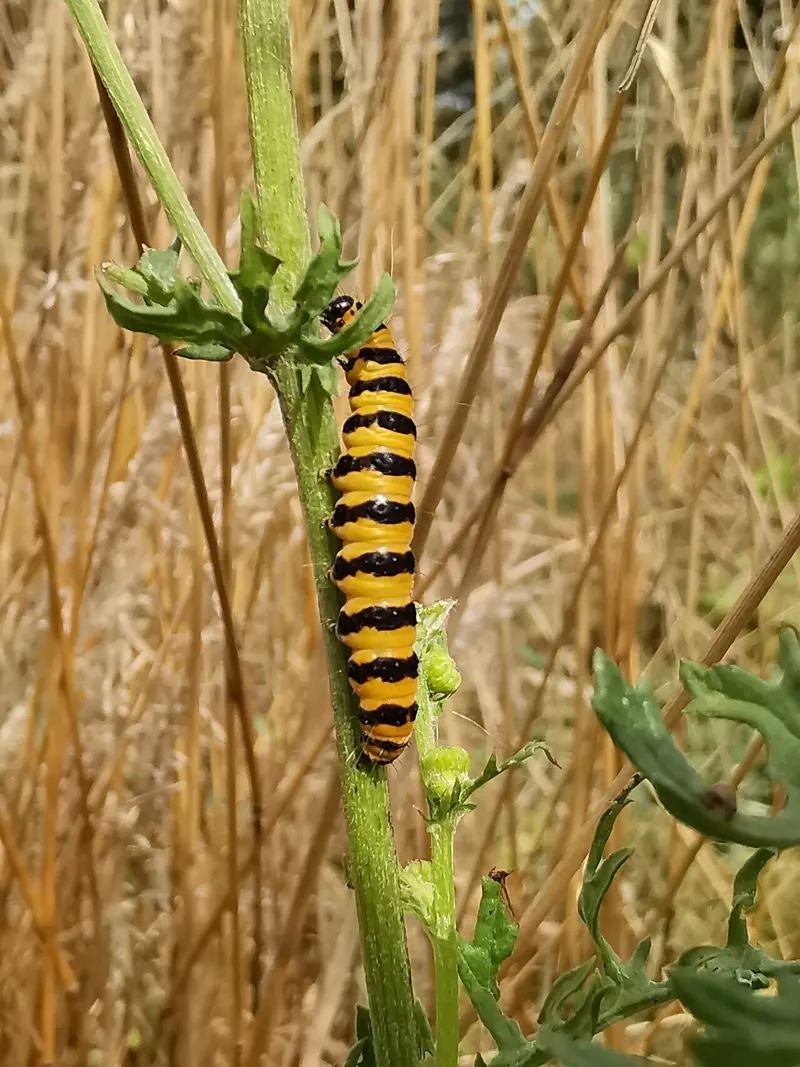 A yellow-and-black striped Cinnabar caterpillar on a plant