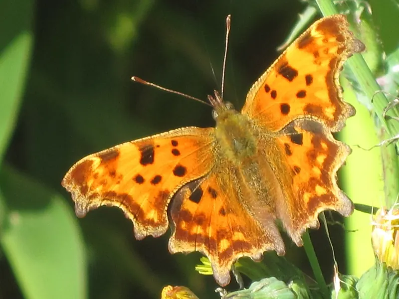 An orange Comma butterfly with ragged wing edges, wings open