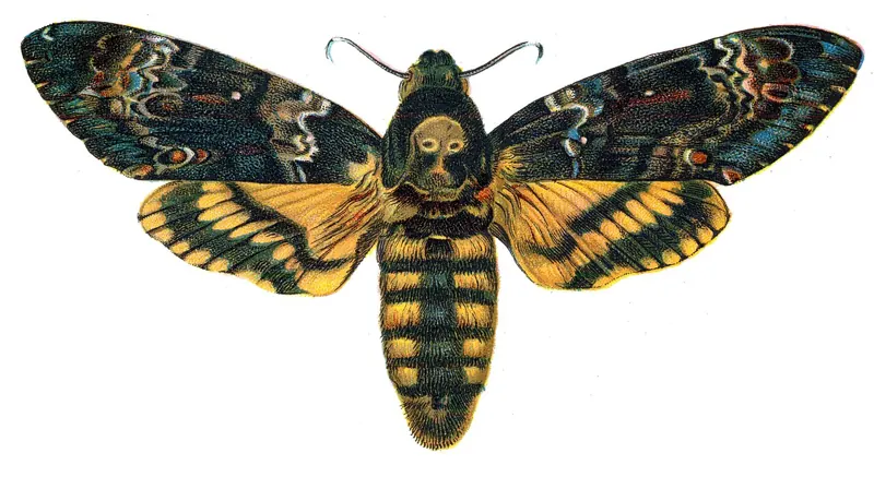 An old colour illustration of a large moth with yellow-and-black banded hindwings