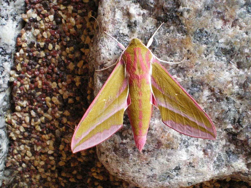 A pink and olive-green Elephant Hawk-moth resting on a stone