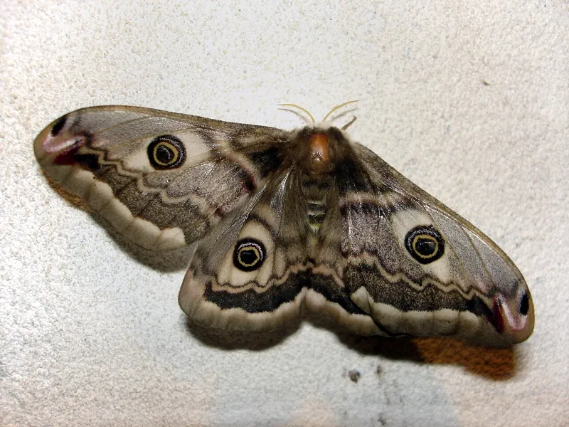 A grey-brown Emperor Moth with a big eyespot on each wing