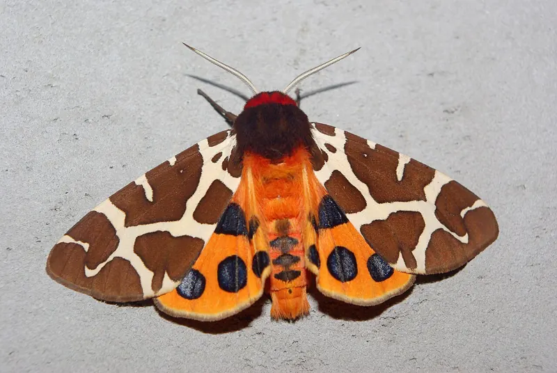 A Garden Tiger moth with brown-and-cream forewings and orange hindwings with dark spots