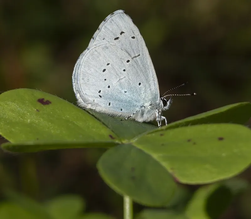 A pale silvery-blue Holly Blue with wings closed on a clover leaf