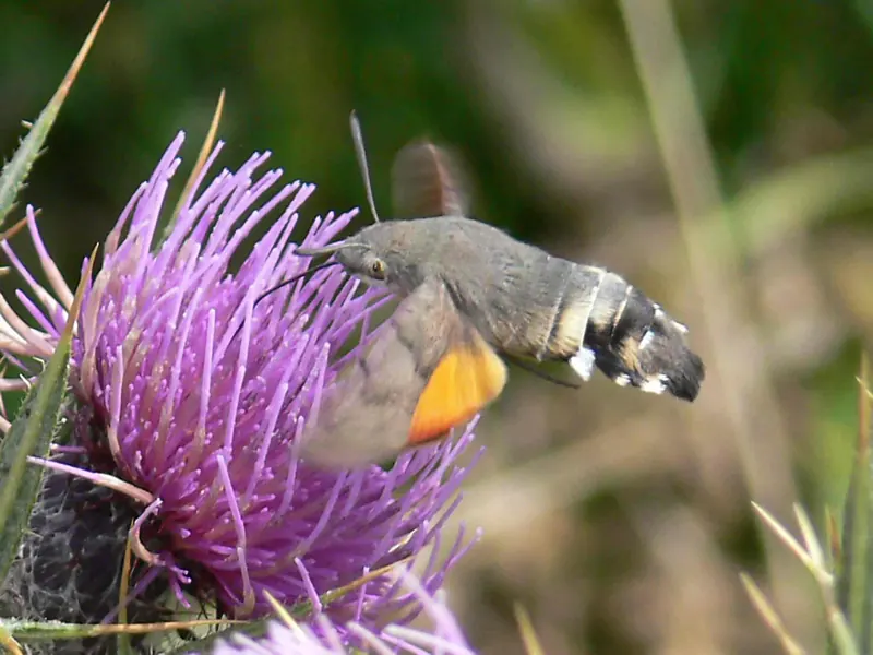 A Hummingbird Hawk-moth hovering in front of a flower with its long tongue out