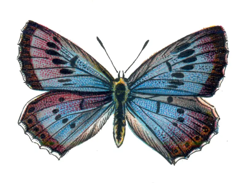 An old colour illustration of a blue butterfly with black spots on its wings