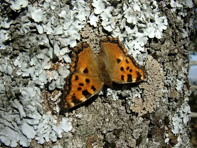 An orange and black Large Tortoiseshell with wings open on a lichen-covered surface