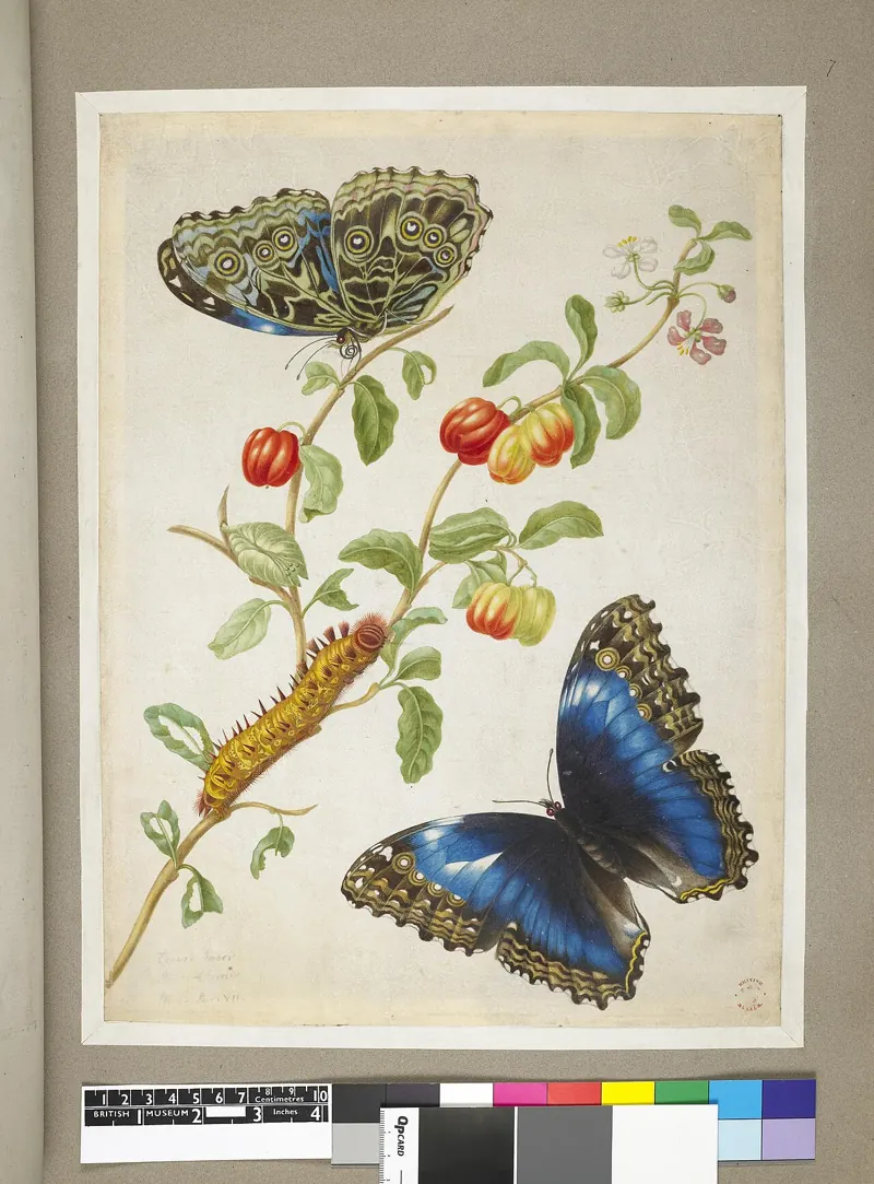 A watercolour of two blue butterflies above a caterpillar on a plant with red cherries