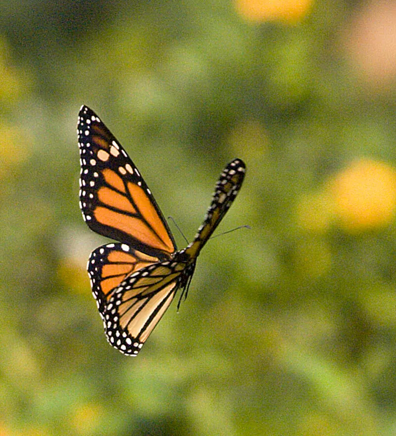 An orange Monarch butterfly with black veins and white spots, in flight