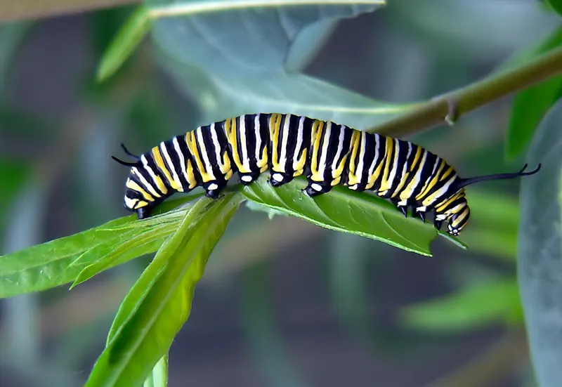 A striped yellow, black and white Monarch caterpillar on a leaf