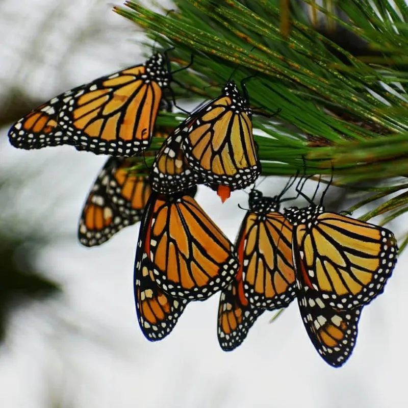 Several Monarch butterflies resting together on pine needles