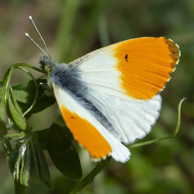 A white male Orange-tip with bright orange wingtips perched on a plant