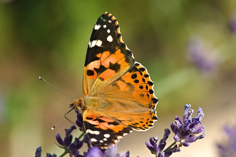 An orange, black and white Painted Lady butterfly with wings open