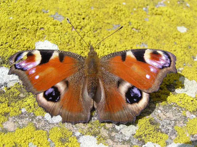 A Peacock butterfly with wings open, showing four big eyespots, on a yellow lichen-covered stone