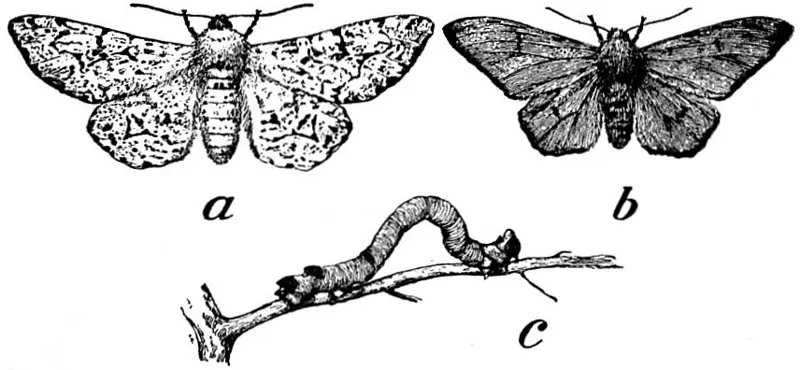 An old engraving of a pale Peppered Moth, a dark one, and a twig-like caterpillar
