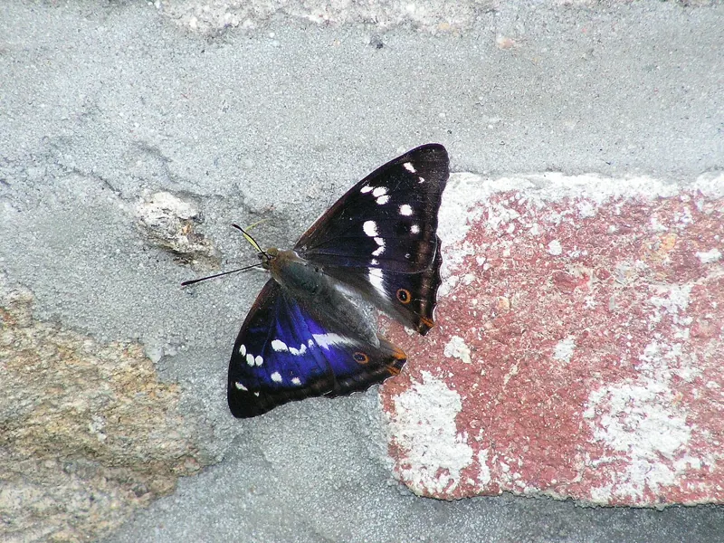 A dark brown butterfly with white bands and a purple sheen, on a wall
