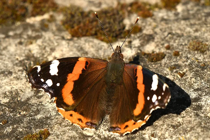 A Red Admiral, black with red-orange bands and white spots, resting on a mossy stone