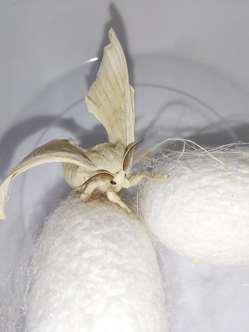 A pale, furry silk moth resting on its white silk cocoon