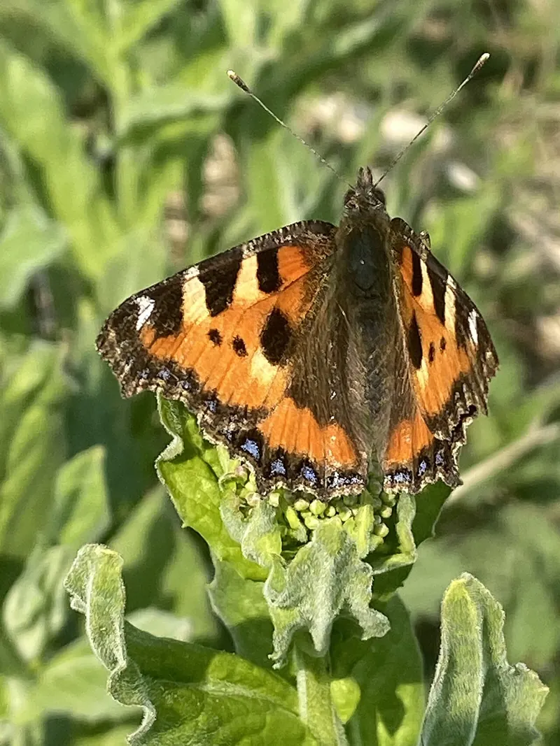 An orange, black and yellow Small Tortoiseshell with wings open on a leafy plant