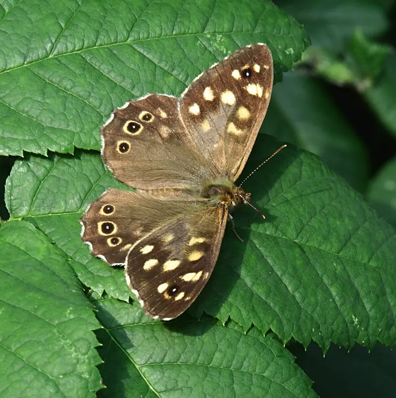 A brown Speckled Wood with cream spots resting on a leaf