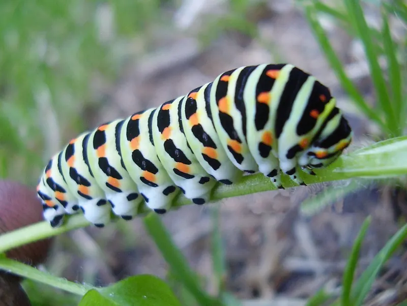 A green Swallowtail caterpillar with black stripes and orange spots on a plant stem
