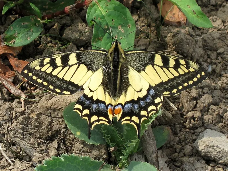 A yellow and black Swallowtail butterfly with wings open among plants