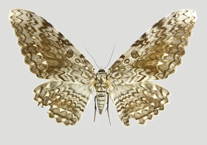 A pale moth with a fine zigzag pattern of brown lines on its broad wings